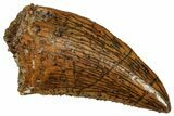 Serrated Raptor Tooth - Real Dinosaur Tooth #297570-1